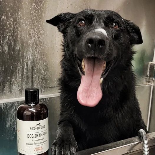 DOG SHAMPOO + CONDITIONER FOX + HOUND ARGAN & AMBER