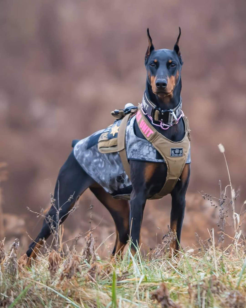 K9 CANDLE  - K9 TABITHA -  FOX + HOUND BAJA CACTUS ODOR-ELIMINATOR SOY CANDLE