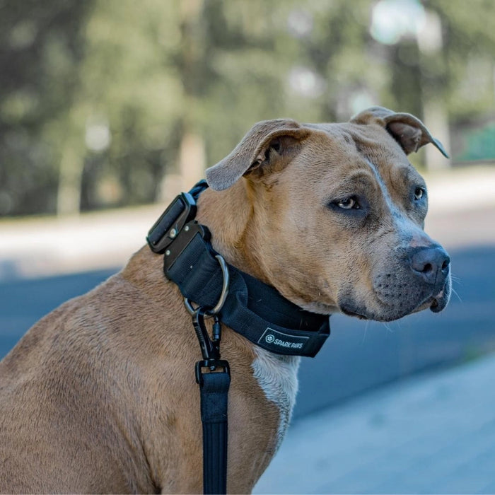 COLLARS | TACTICAL DOG COLLAR - BLACK 2"/5cm