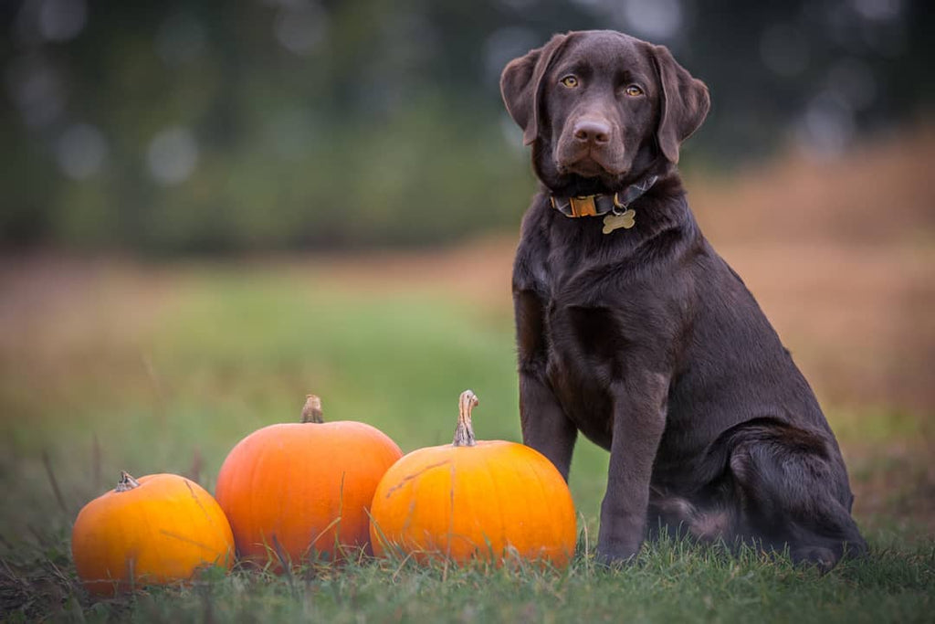 CANDLE  "PUMPKIN SPICE" FOX + HOUND ODOR-ELIMINATOR SOY